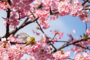 メジロと桜