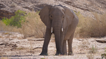 Fototapeta na wymiar Lonely elephant at the Hoanib Riverbed