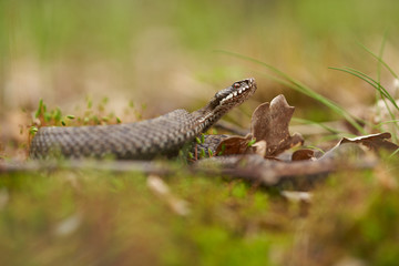 Female of European viper Vipera berus in Czech Republic