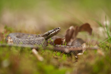 Female of European viper Vipera berus in Czech Republic