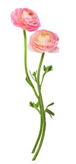Two pink ranunculus flowers - obrazy, fototapety, plakaty