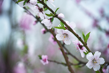 Delicate pink flowers on peach and plum branches in the spring garden. Floral gentle art background.