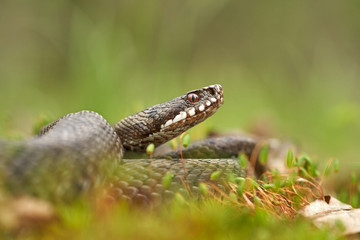 Female of European viper Vipera berus in Czech Republic