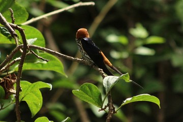 Lesser striped swallow in Tanzania, Lake Victoria