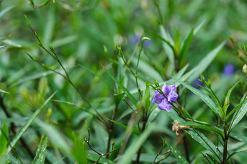 Ruellia squarrosa (Fenzi) Cufod flower in the garden