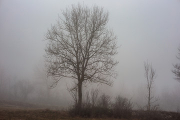 Obraz na płótnie Canvas Bavarian Winter Foggy Forest