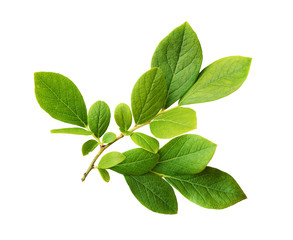 Green leaves of blueberry