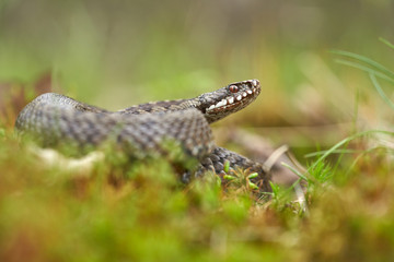 Female of European viper Vipera berus in Czech Republic