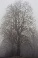 Bavarian Winter Foggy Forest
