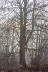 Fototapeta na wymiar Bavarian Winter Foggy Forest