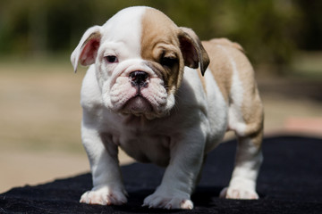 Cute French Bulldog Puppy