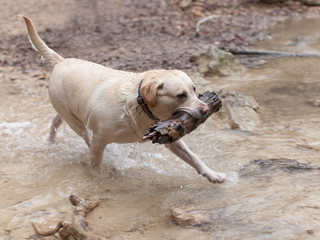Cheerful healthy  labrador dog brings a stick out of the water