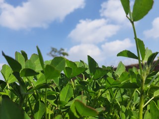 Fenugreek plant in field.green Fenugreek field. green methi.Methi leaves or fenugreek leaves.Fresh Green Fenugreek Leaves .