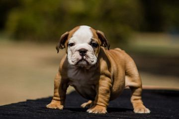 Cute French Bulldog Puppy