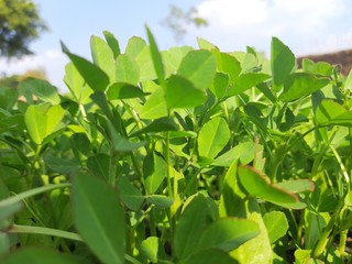 Fenugreek plant in field.green Fenugreek field. green methi.Methi leaves or fenugreek leaves.Fresh Green Fenugreek Leaves .