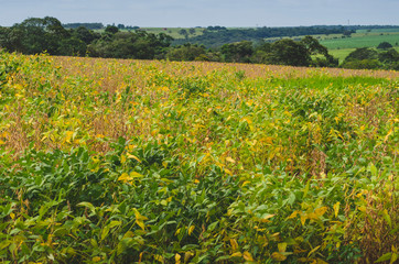 field of sunflowers