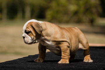 Cute French Bulldog Puppy