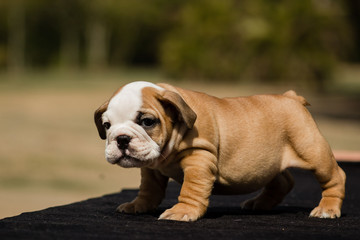Cute French Bulldog Puppy
