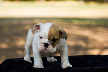 Fototapeta premium Cute French Bulldog Puppy