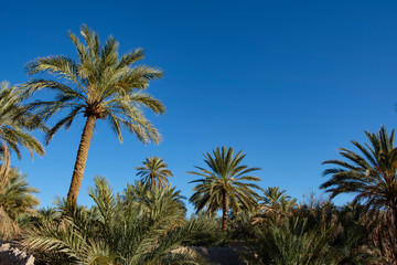 Palm grove in the Figuig oasis in eastern Morocco