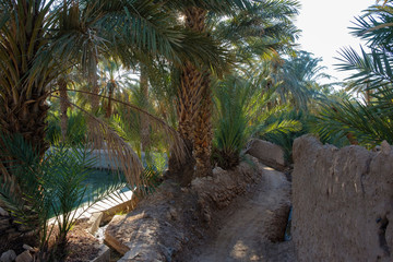 Path between adobe walls in the fields of the Figuig oasis in eastern Morocco