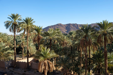 Fototapeta na wymiar Palm grove in the Figuig oasis in eastern Morocco