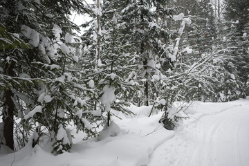 road in the winter forest, ski track for skiers