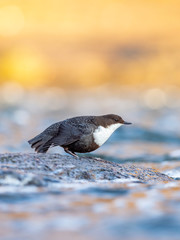 The white-throated dipper (Cinclus cinclus), also known as the European dipper or just dipper, is an aquatic passerine bird found in Europe. 