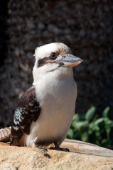 Sydney Australia, watchful Kookaburra perching on rock in sunny garden