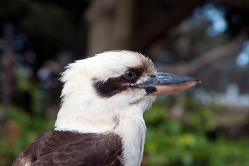 Sydney Australia, profile of  a kookaburra sitting in the spring sunshine