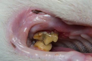 gum retraction in adult cat close-up photo