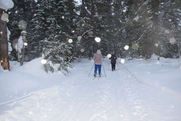 road in the winter forest, Nordic walking in the snow