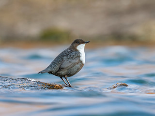 The white-throated dipper (Cinclus cinclus), also known as the European dipper or just dipper, is...