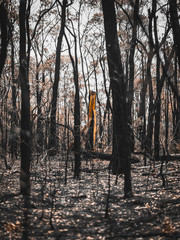 Bushfire landscape moody