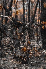fire in forest closeup