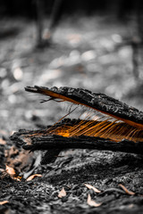 Bushfire aftermath split timber