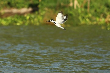 Kingfisher in Tanzania, Lake Victoria