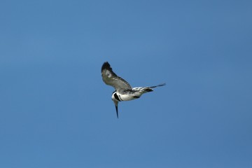 Kingfisher in Tanzania, Lake Victoria