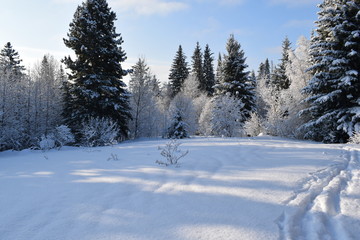 road in the winter forest, ski track for skiers