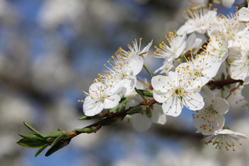 White flowers of blooming Sour Cherry Tree Prunus Cerasus towards blue sky at spring season close up