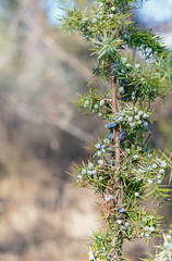 Juniper ripe and unripe berries on green branch on blurred nature background. Evergreen tree in Bulgarian forest. Juniper berry used making gin, flavour beers, like essential oil and pharmacy remedy.
