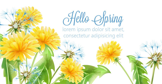 Hello spring banner with yellow dandelion flowers