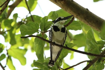 Kingfisher in Tanzania, Lake Victoria