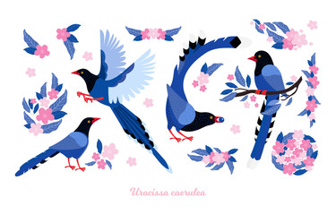 Taiwan azure magpie. Set exotic birds and pink tropical flowers of Taiwan and of Asia. Urocissa caerulea. Cute Blue cartoon bird a in different poses and movements. Hand drawn vector flat illustration