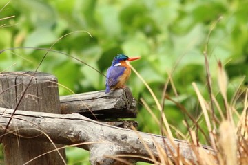 A malachite Kingfisher in Tanzania, Lake Victoria