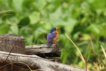 A malachite Kingfisher in Tanzania, Lake Victoria