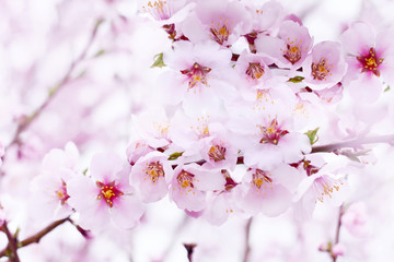 Delicate pink flowers on peach and plum branches in the spring garden. Floral gentle art background.