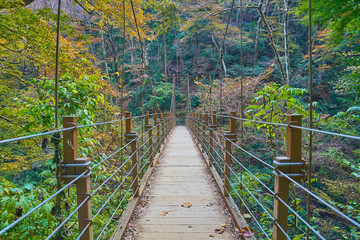 日本の東京八王子市 秋の高尾山の吊り橋(みやま橋)