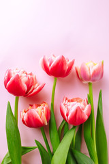 Spring flowers, pink tulips on a pink background.
