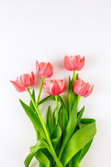 Fototapeta premium Spring flowers, pink tulips on a white background 